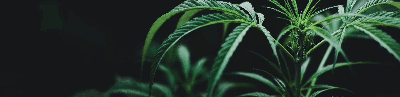 Nahaufnahme einer Hanfpflanze mit grünen Blättern